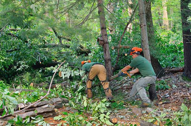 Best Storm Damage Tree Cleanup  in Pleasant Hills, MD