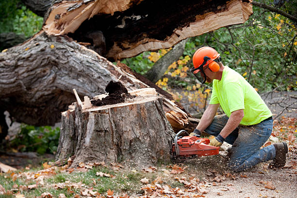 Best Storm Damage Tree Cleanup  in Pleasant Hills, MD